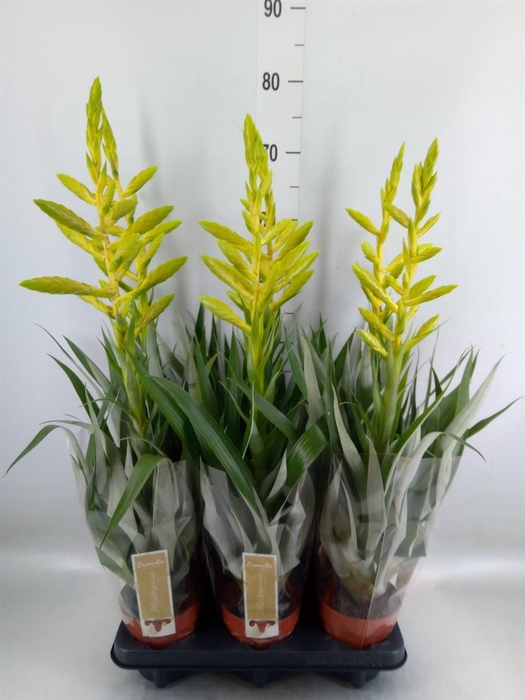 <h4>Tillandsia oerstediana</h4>