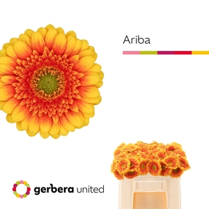 Germini Ariba  Water/Hoes x80