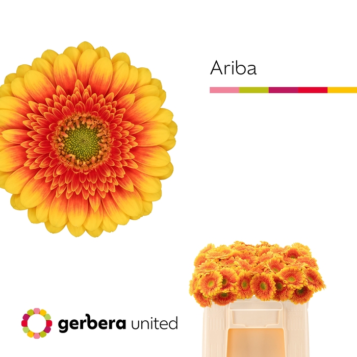 <h4>Germini Ariba  Water/Hoes x80</h4>