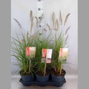Pennisetum orientale