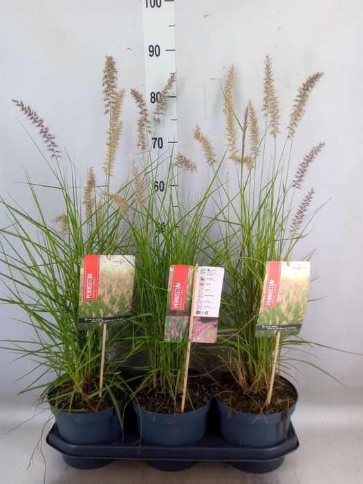 <h4>Pennisetum orientale</h4>