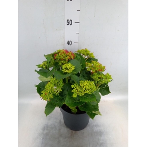 Hydrangea mac. 'Hi Fire'