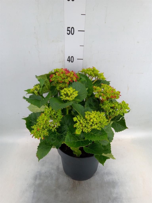 <h4>Hydrangea mac. 'Hi Fire'</h4>