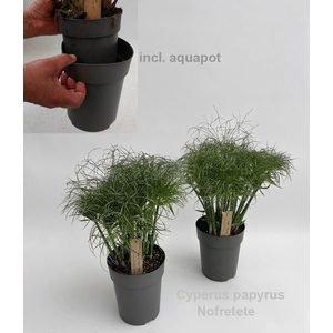 Cyperus papyrus Nofretete