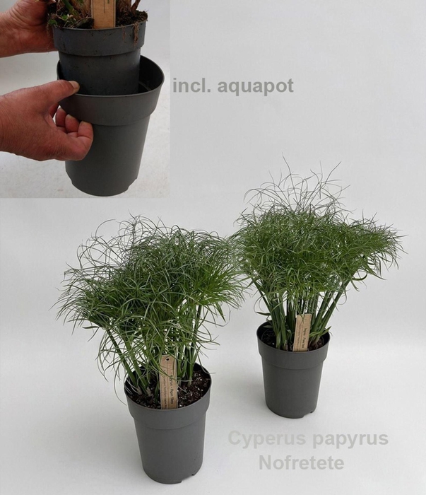 <h4>Cyperus papyrus Nofretete</h4>