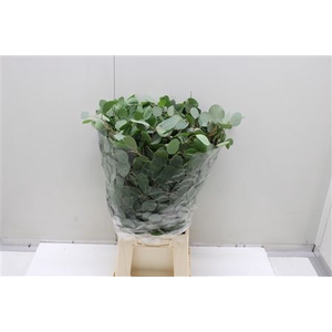 Euc Populus Blad