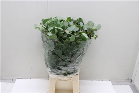 <h4>Euc Populus Blad</h4>