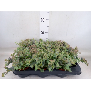 Sedum sieboldii