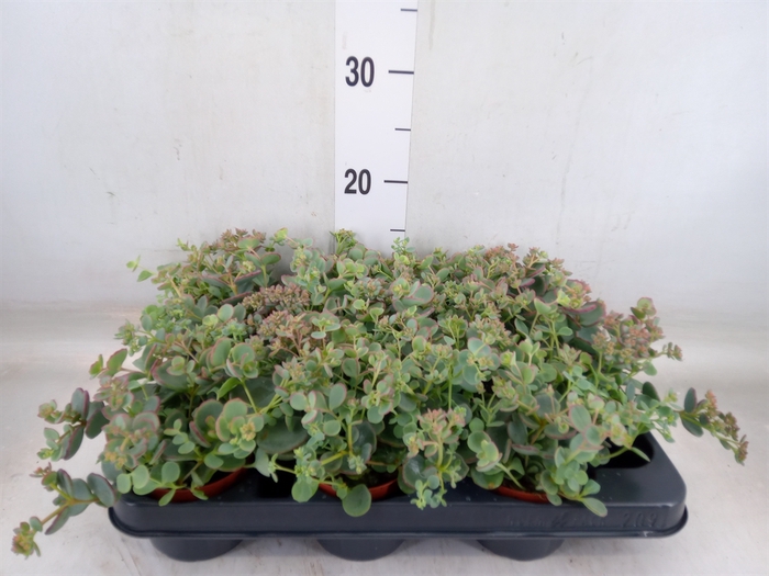 <h4>Sedum sieboldii</h4>