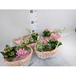 Arr.    Planten  L%