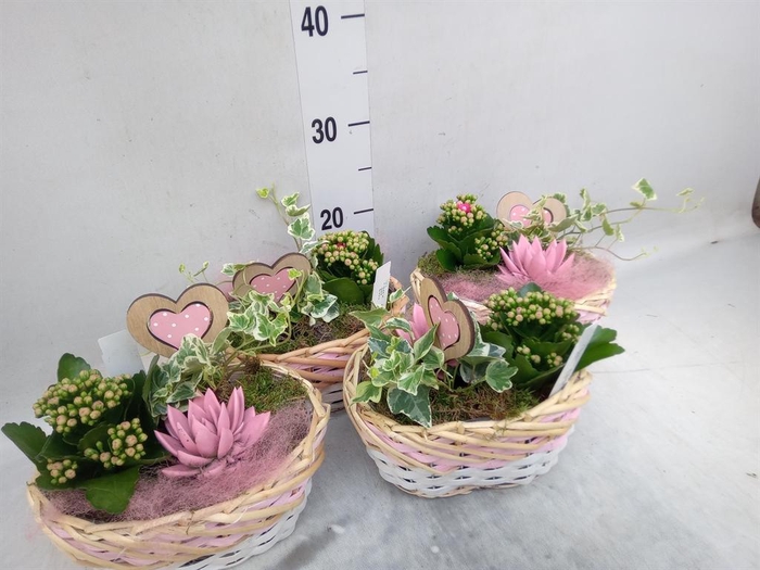<h4>Arr.    Planten  L%</h4>
