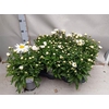 Leuc S Dwarf Snow La