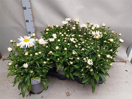 <h4>Leuc S Dwarf Snow La</h4>