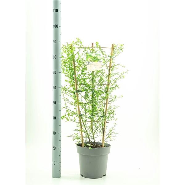 <h4>Ceanothus Thy. 'Snow Flurries'</h4>