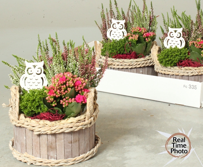 <h4>ARR TUINPLANTEN</h4>