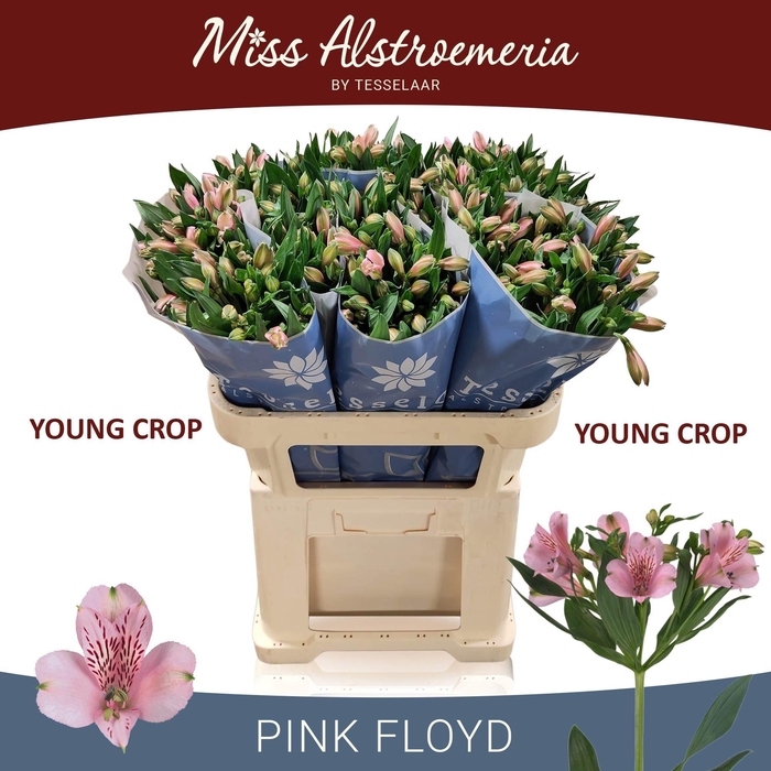 <h4>ALSTR PINK FLOYD</h4>