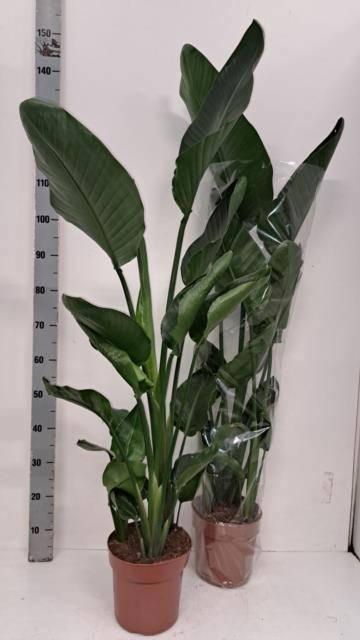 <h4>STRELITZIA NICOLAI</h4>