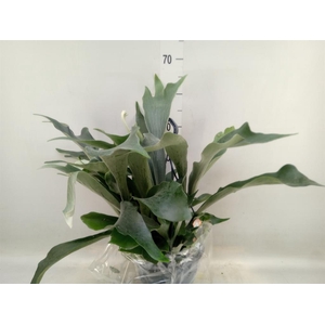 Platycerium bifurc.