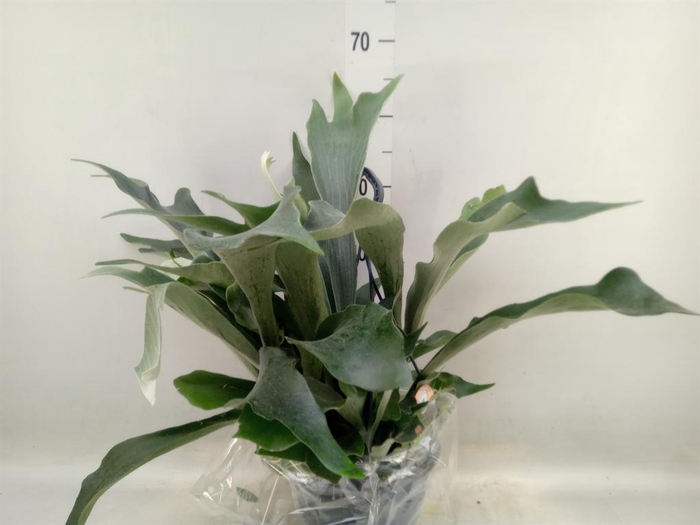 <h4>Platycerium bifurc.</h4>