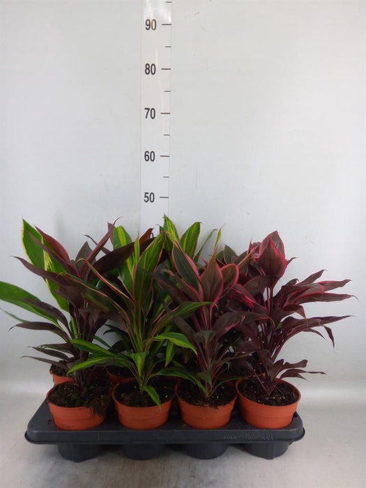 <h4>Cordyline   ...mix</h4>