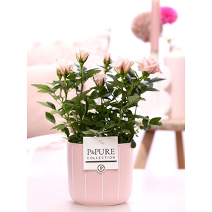 Rosa light pink in P&PURE Fleur ceramics pink