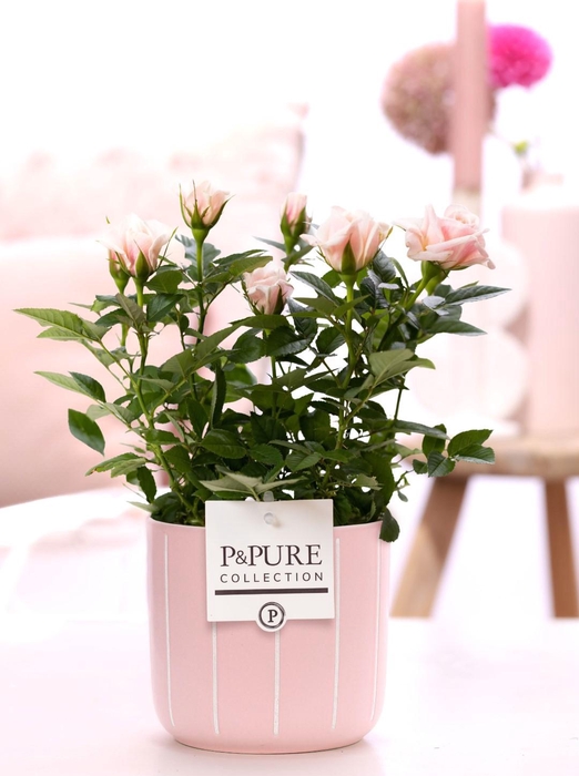 <h4>Rosa light pink in P&PURE Fleur ceramics pink</h4>