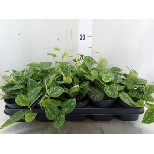 Scindapsus pictus 'Argyraeus'