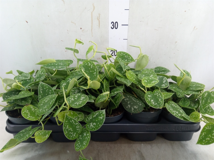 <h4>Scindapsus pictus 'Argyraeus'</h4>