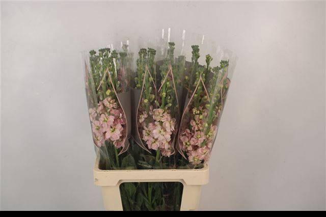 <h4>MATTH PHANT APRICOT</h4>