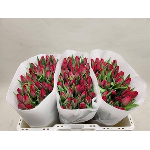 Tulipa si seadov