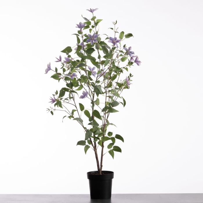 Af Clematis Pot 144cm Lavender