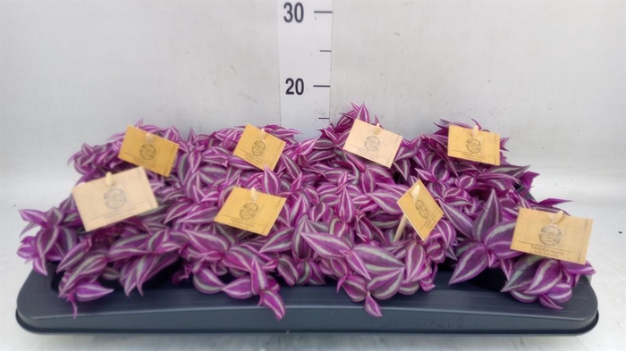 <h4>Tradescantia zebr. 'Pink Paradise'</h4>