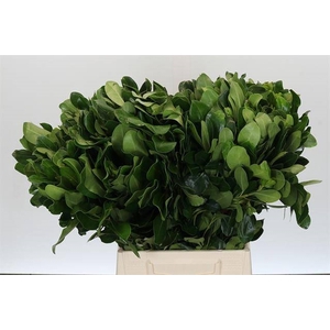 PITTOSPORUM NURIT