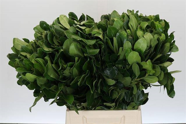 <h4>PITTOSPORUM NURIT</h4>