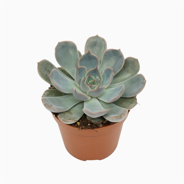<h4>Echeveria orion 8,5 cm</h4>