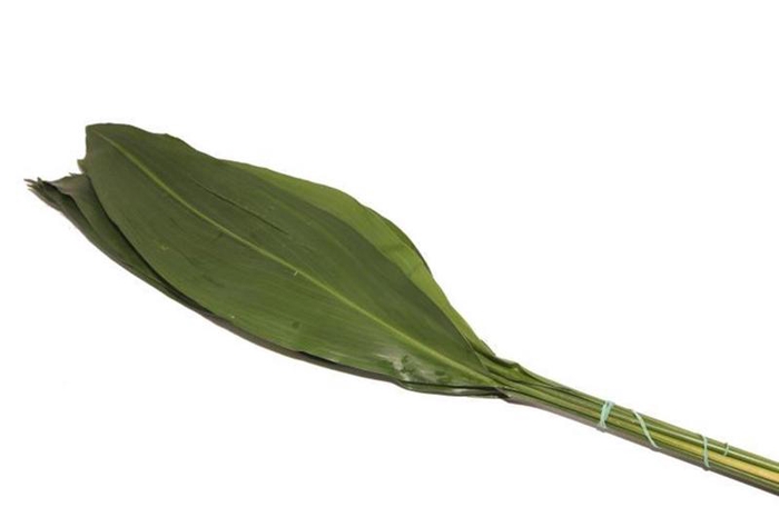<h4>Aspidistra Vacuum 60 Cm X5</h4>