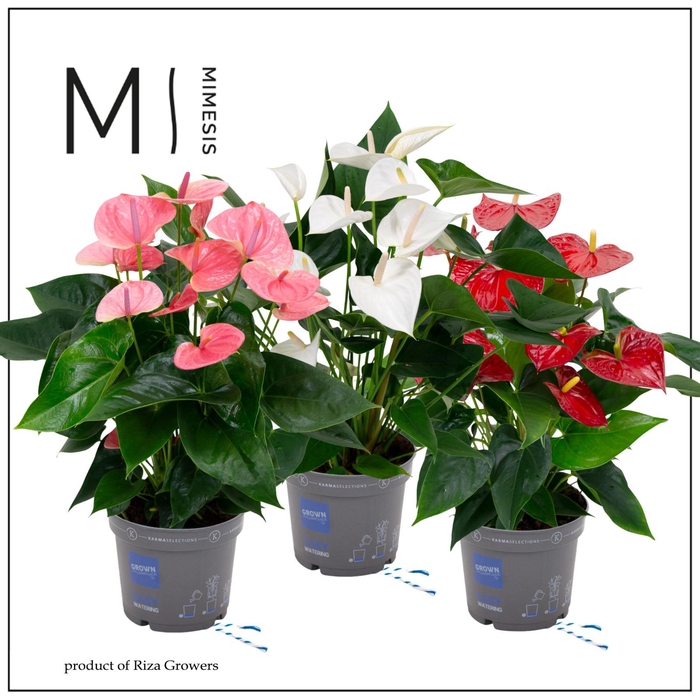 <h4>Mimesis Anthurium KARMA Grandiflora mix - 17 cm</h4>