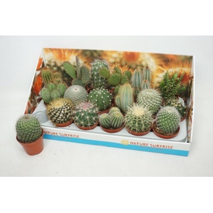 Cactus mix 8,5Ø 12cm