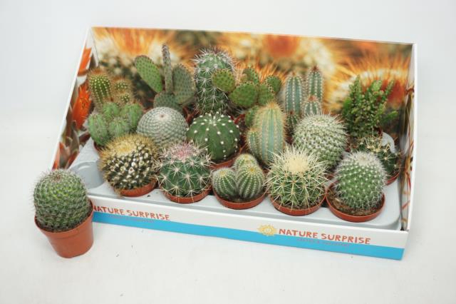 Cactus mix 8,5Ø 12cm