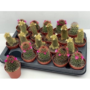 Cactus Flowering 6,5Ø 12cm