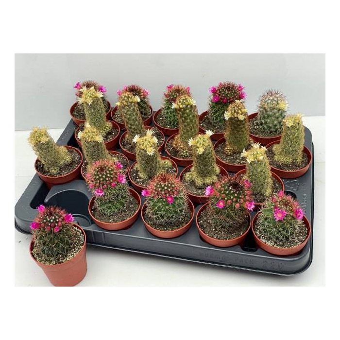 <h4>Cactus Flowering 6,5Ø 12cm</h4>