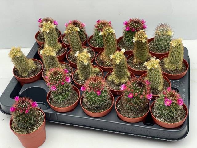 Cactus Flowering 6,5Ø 12cm