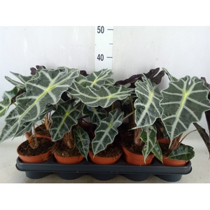 Alocasia amazonica 'Polly'