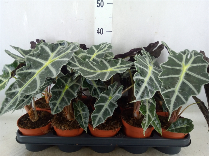 <h4>Alocasia amazonica 'Polly'</h4>