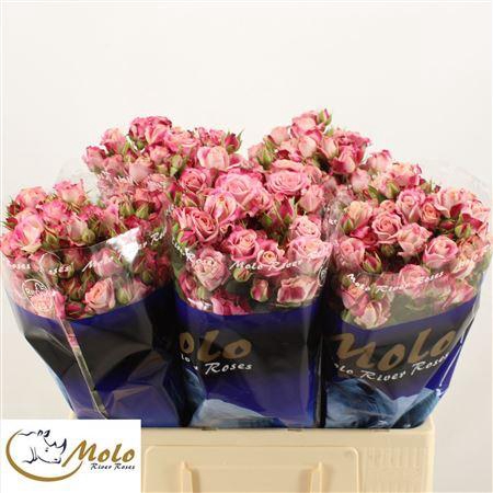 <h4>R Tr Flinders Lane</h4>