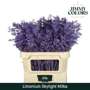 Limonium Skylight L80 Milka