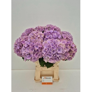 Hydrangea macrophylla My Beautiful Minerva