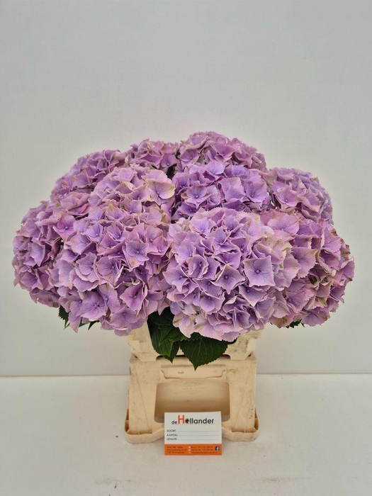 <h4>Hydrangea macrophylla My Beautiful Minerva</h4>