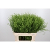 Lepidium Vir. Gwelo Green