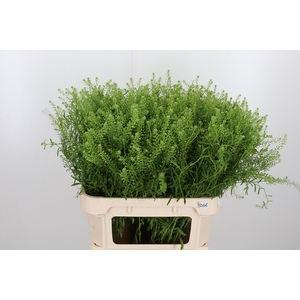 Lepidium Vir. Gwelo Green